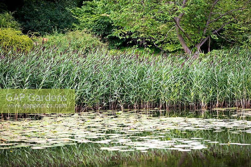 Phragmites australis, common reed, mid summer, Copenhagen Botanical Garden.