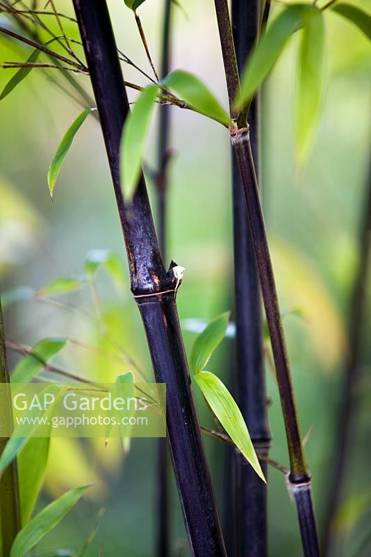 Phyllostachys nigra, Culm and node of black bamboo, late summer, Gothenburg Botanical Garden, Sweden.