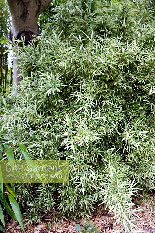 Pleioblastus variegatus 'Tsuboii', dwarf white-striped bamboo, late summer, RHS Wisley.