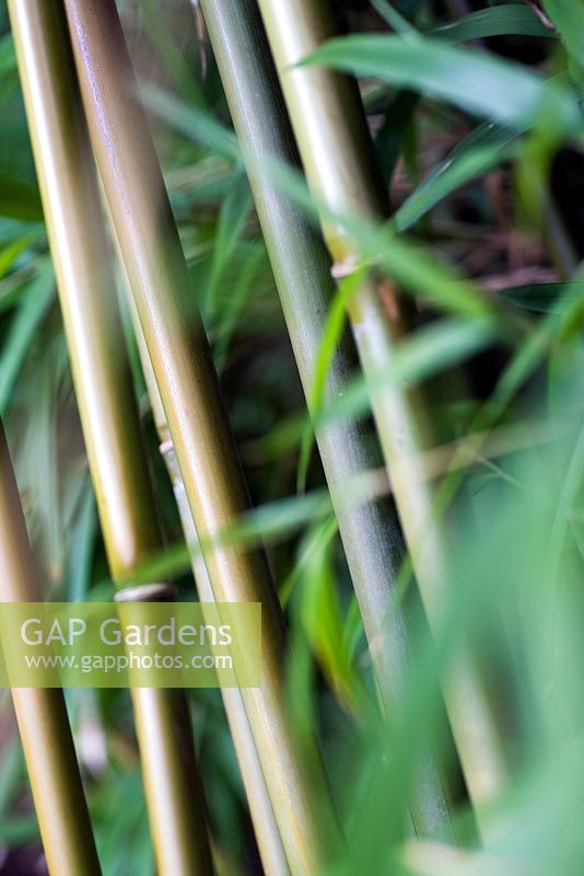 Yushania anceps, bamboo late summer, RHS Wisley.