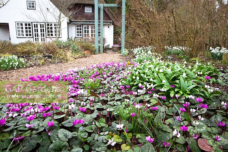 Looking towards the house with Cyclamen coum and Galanthus woronowii