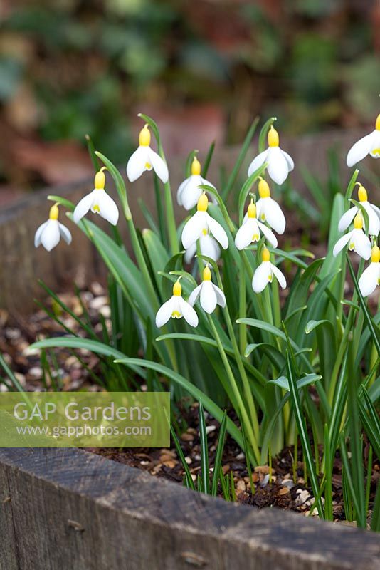 Galanthus 'Spindlestone Surprise' growing in a wooden barrel