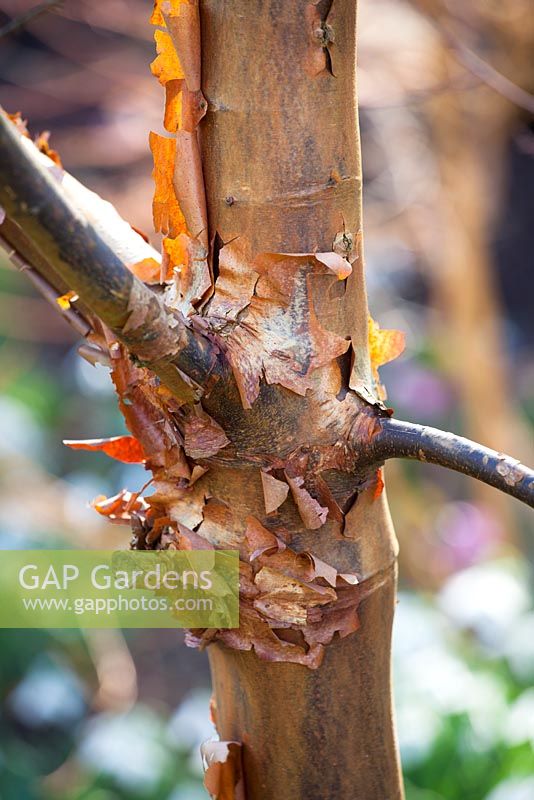 Acer griseum AGM, The peeling bark of Paperbark maple