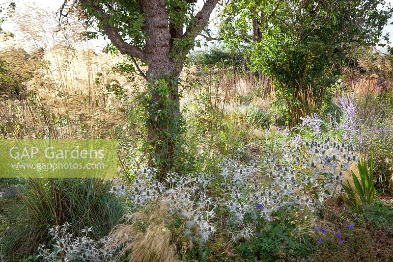 Border under tree at Fields Farm with Stipa tenuissima, Stipa gigantea and Eryngium giganteum 'Miss Willmott's Ghost'