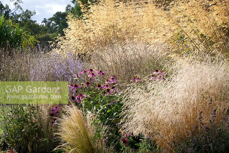 Border at Fields Farm in early autumn. Includes Deschampsia cespitosa 'Goldtau', syn. Golden Dew, Echinacea purpurea, Stipa tenuissima, Perovskia atriplicifolia 'Blue Spire' and Stipa gigantea