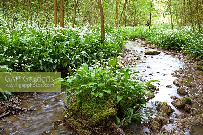 Masses of Wild garlic growing by a stream in a woodland in Gloucestershire. Ramsons. Allium ursinum