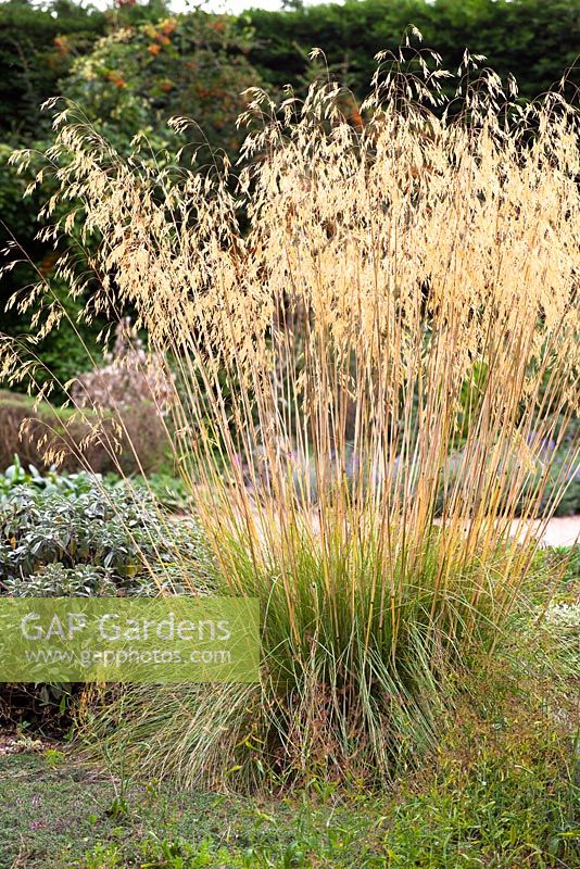Stipa gigantea AGM in the gravel garden at Beth Chatto's. Golden Oats