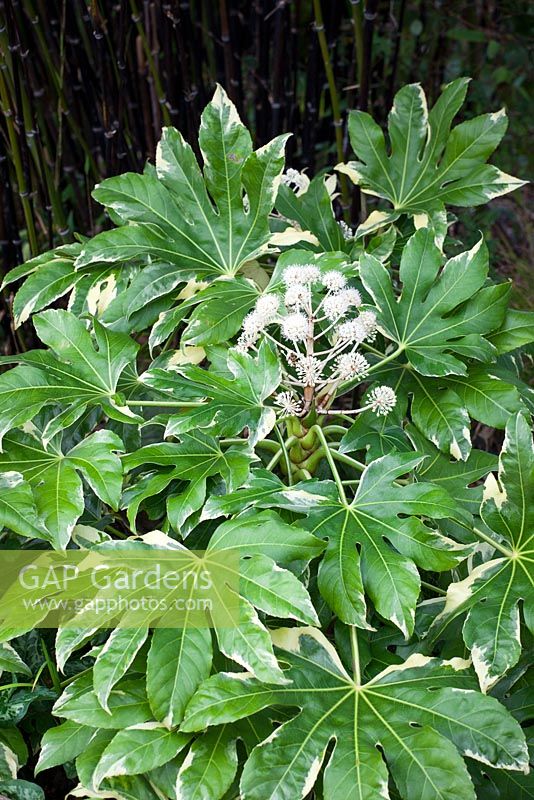 Fatsia japonica 'Variegata' AGM. Japanese aralia