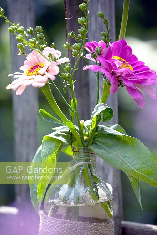 Zinnias in a small bottle of glass hanging at the wooden fence.