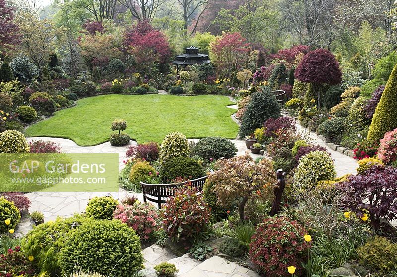 Aerial view of the garden with lawn, bench and curved stone paths surrounded by Acer palmatum 'Sango-kaku', syn. Acer palmatum 'Senkaki', Acer palmatum 'Trompenburg', topiary balls golden yew Taxus baccata 'Standishii', Abies procera 'Glauca Prostrata', Photinia fraseri 'Red Robin', Euonymus fortunei Emerald 'n' Gold, Carex oshimensis 'Evergold', Ilex x altaclerensis 'Golden King' and tulips. 
