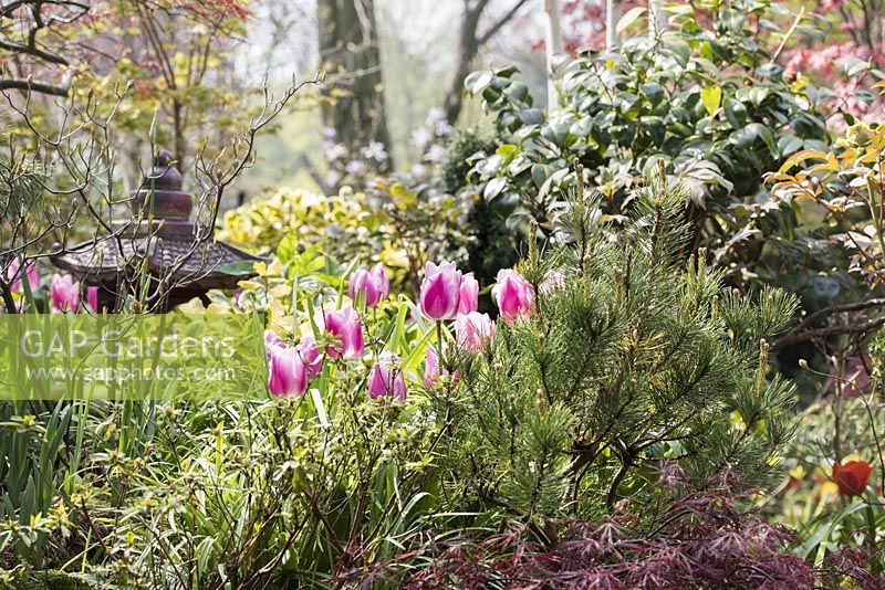 Flower bed with pink tulips Tulipa 'St Petersburg', Ilex x altaclerensis 'Golden King' variegated Holly, Pinus sylvestris