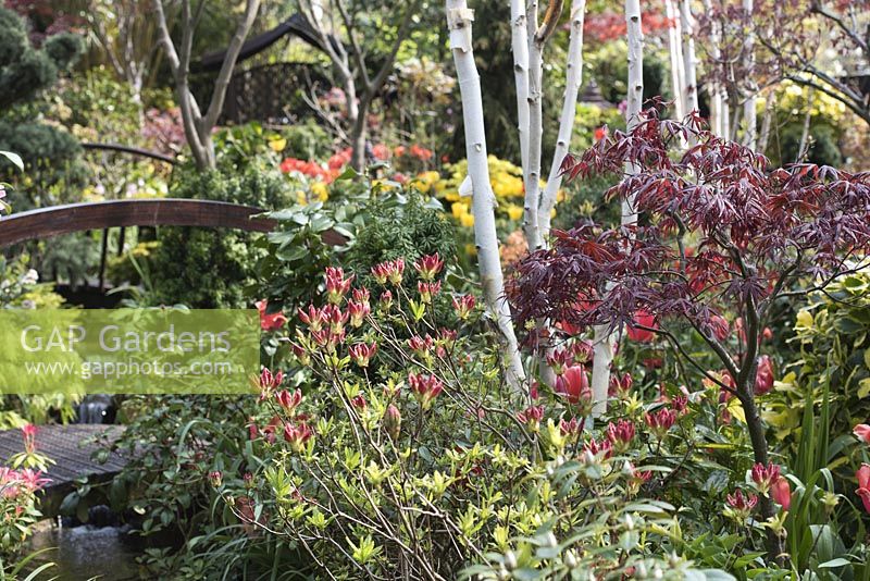 Wooden bridge and stream surrounded by flower beds with Acer palmatum 'Atropurpureum', Betula Utilis Var. Jacquemontii Multistemmed - Silver Birch, Ilex x altaclerensis 'Golden King' variegated Holly, colourful mixed tulips: Tulipa 'Golden Apeldoorn' and Tulipa 'Salmon Impression'.