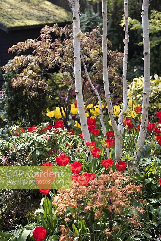 View of the flower bed with  Betula Utilis Var. Jacquemontii - Multistemmed Silver Birch, Tulips 'Apeldoorn', Yellow Tulipa 'Golden Apeldoorn', Acer palmatum 'Orange Dream', Acer palmatum 'Osakazuki'