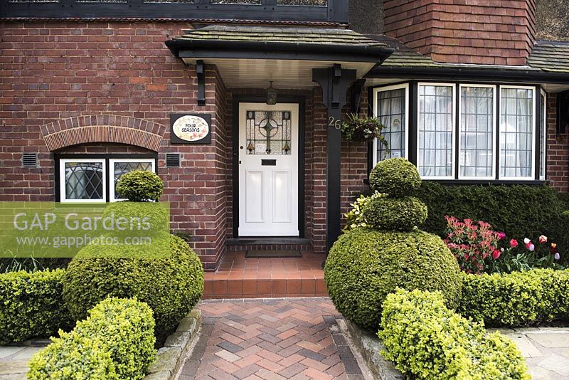 Front garden of Four Seasons Garden Walsall  with topiary golden yew - Taxus baccata semperaurea and low hedge of golden box - Buxus sempervirens 'Latifolia Maculata'. To right Juvenile red leaves of Pieris 'Forest Flame'