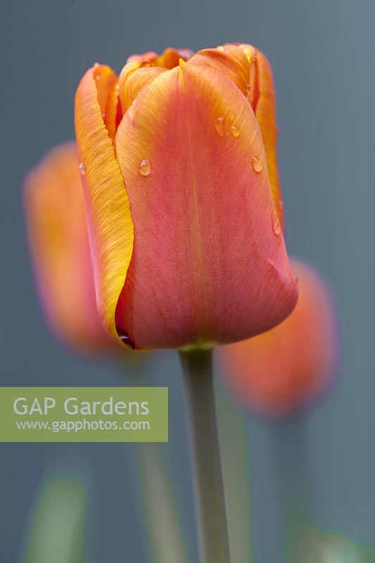 Tulipa 'Brown Sugar' with raindrops - April, Cheshire