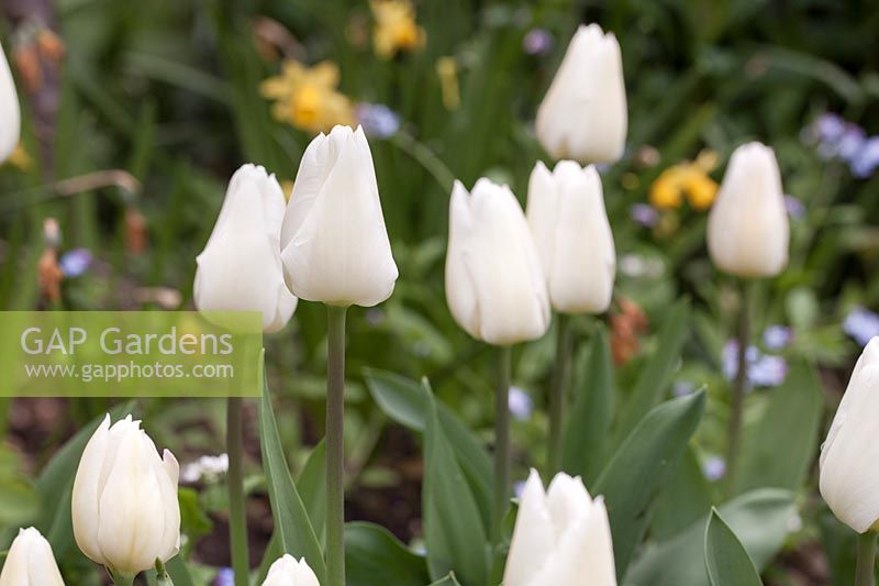 Tulipa 'Maureen' with Narcissus behind - April, Cheshire