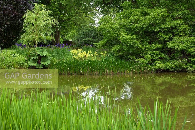 Pond in spring with Iris, Gunnera, Hosta, reflections - RHS Wisley, UK