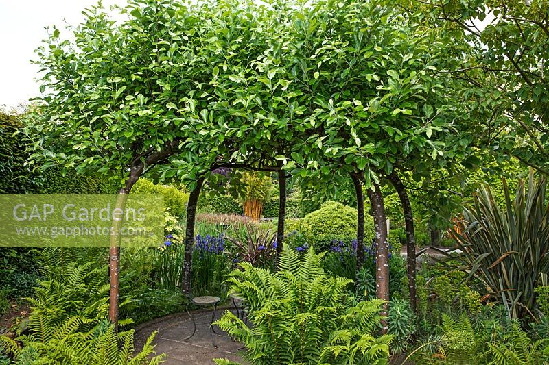 Gazebo made from Sorbus aria, Whitebeam - Eros Garden, RHS Wisley, UK