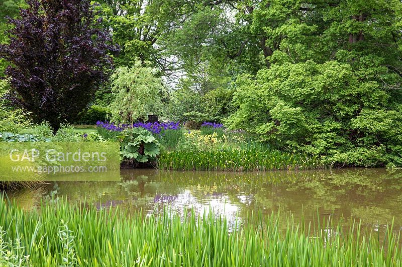 Pond in spring with Iris, Hosta, Carex, Gunnera, reflections - RHS Wisley, UK