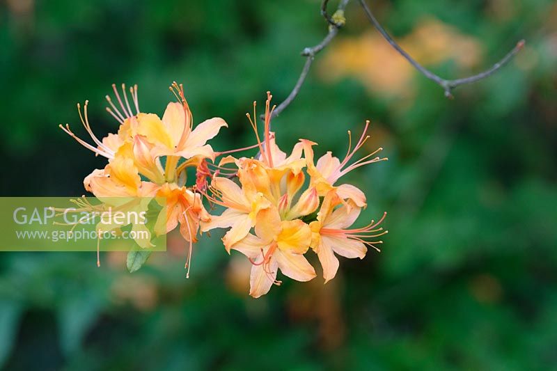 Rhododendron calendulaceum, Flame azalea, azalea calendulacea, June
