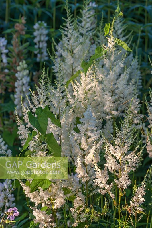 Astilbe with bindweed 