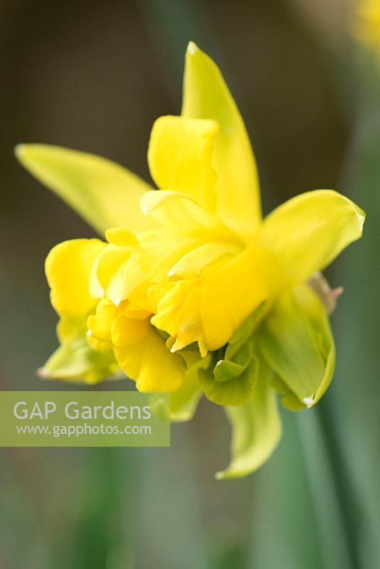 Narcissus obvallaris 'Thomas Virescent' - Derwydd Daffodil. National Botanic Garden of Wales, Llanarthne, Wales