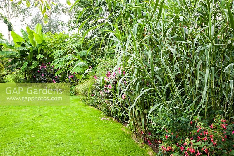 Border full of bold, lush plants including fuchsias, tall Arundo donax, pink dahlias, Tetrapanax papyrifer 'Rex', bananas and hedychiums.
