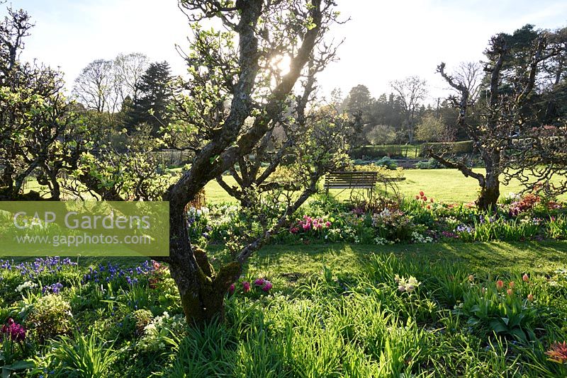 Kitchen garden with old, gnarled apple trees and masses of spring bulbs including muscari, daffodils and tulips at Hergest Croft Gardens, Kington, Herefordshire