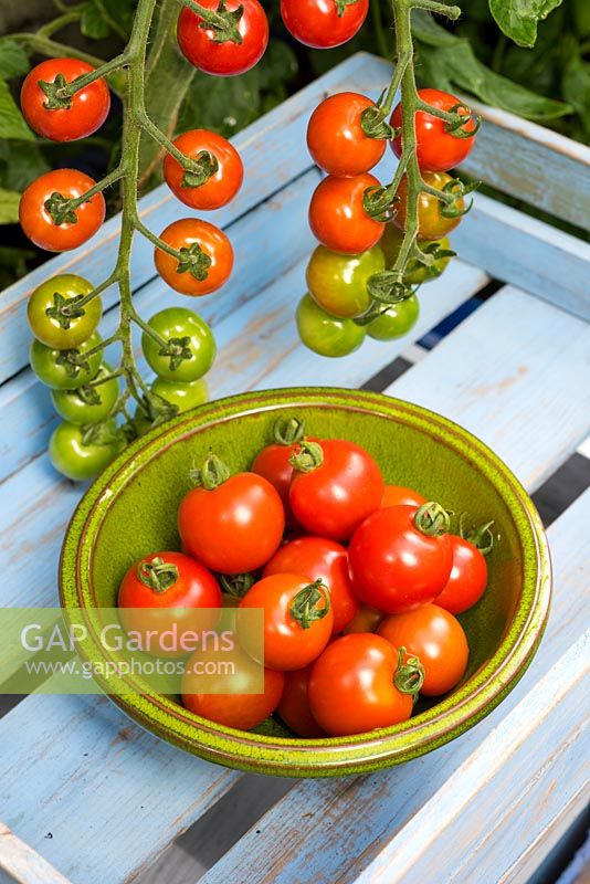Tomatoes, Solanum lycopersicum, 'Suncherry Smile'