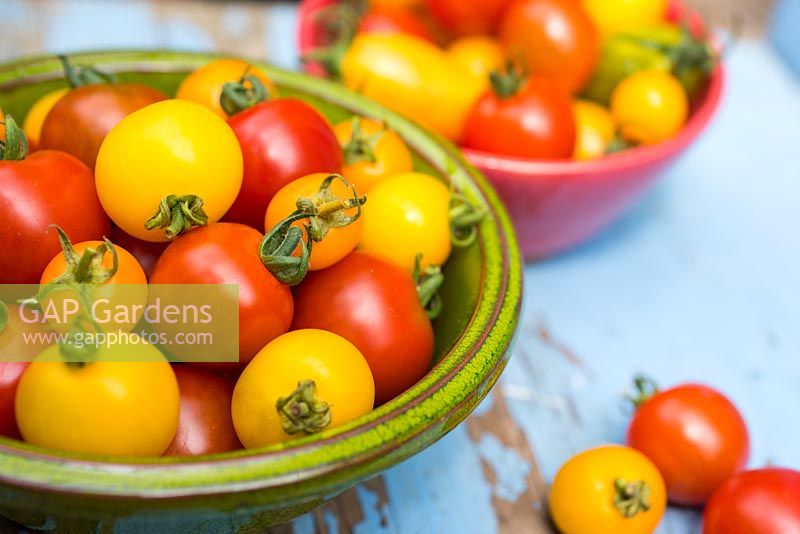 Bowls of Tomatoes, Solanum lycopersicum, 'Suncherry Smile' and 'Tumbling Tom Yellow'.