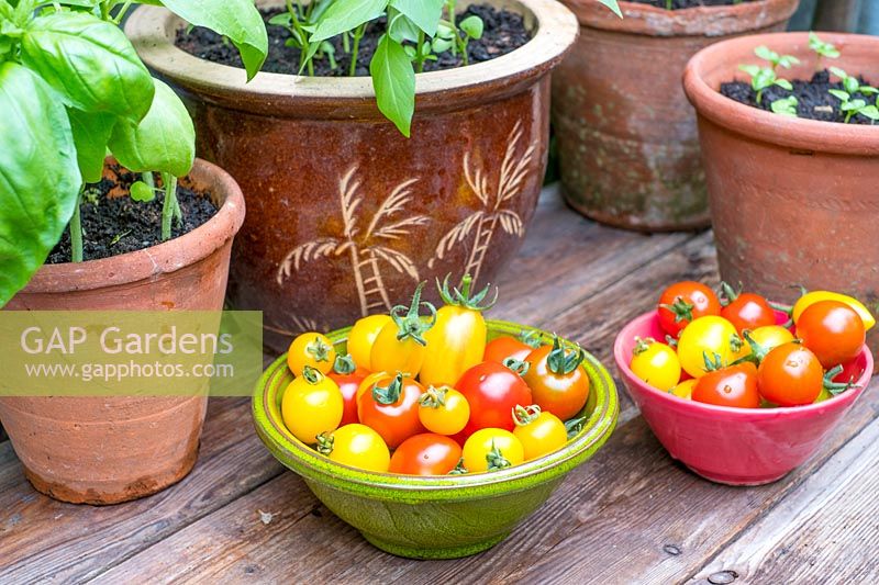 Tomatoes, Solanum lycopersicum, 'Suncherry Smile' and 'Tumbling Tom Yellow' with pots of Sweet Basil Seedlings.