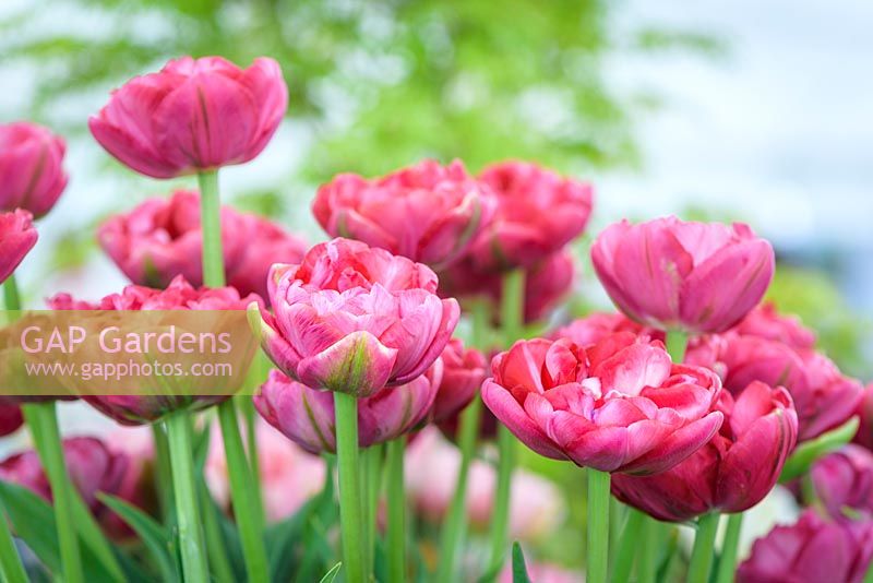 Tulipa 'Wedding Gift' - RHS Malvern Spring Festival 2017 - May