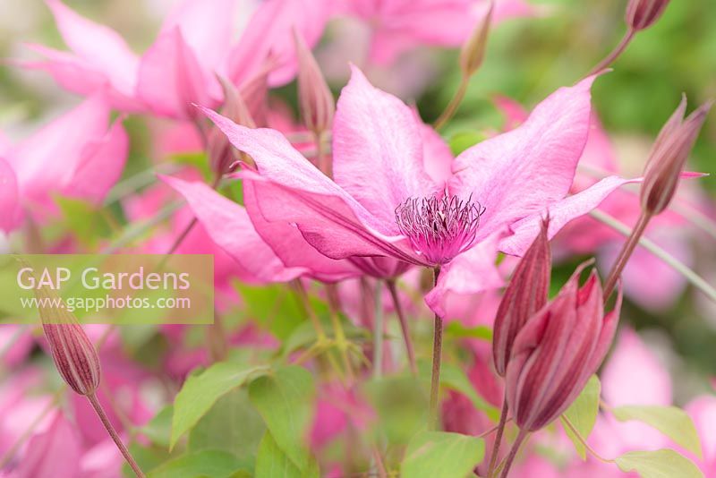 Clematis 'Giselle'. Priorswood Clematis. RHS Malvern Spring Festival 2017