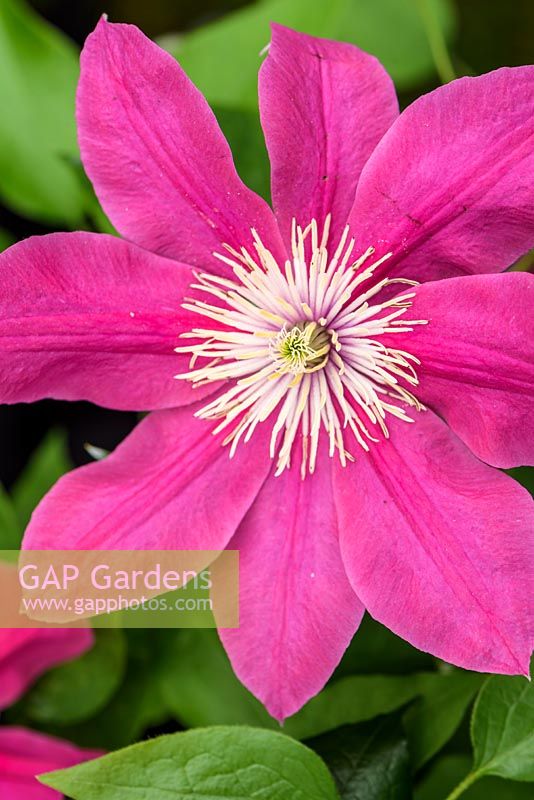 Clematis 'Acropolis'. Floyds Climbers and Clematis - RHS Malvern Spring Festival 2017 -