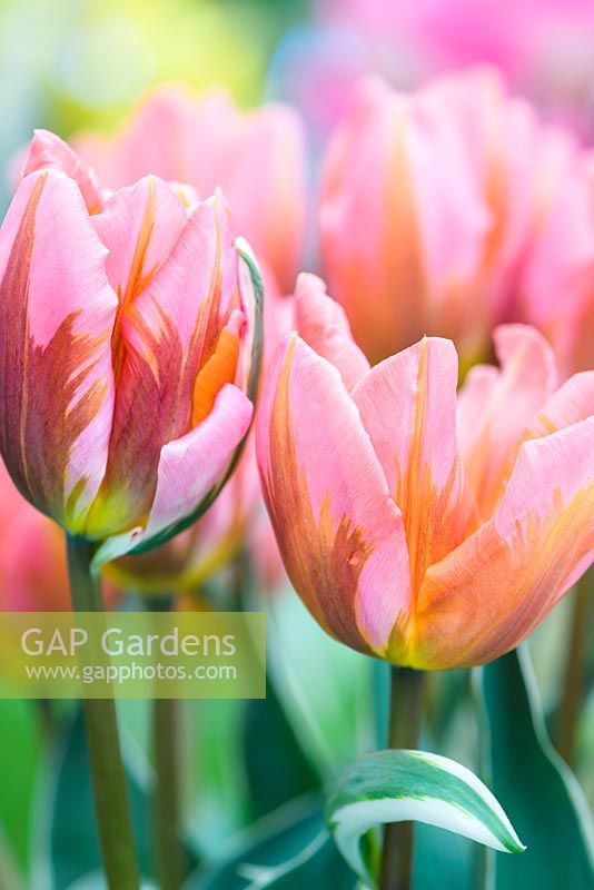 Tulipa 'Pretty Princess' - May