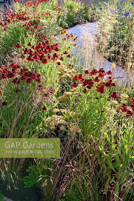 The Perennial Sanctuary Garden. Reds and Yellows in Spiralling borders. Helenium, Achillea, Kniphofia and grasses. Designer: Tom Massey. RHS Hampton Court Palace Flower Show 2017