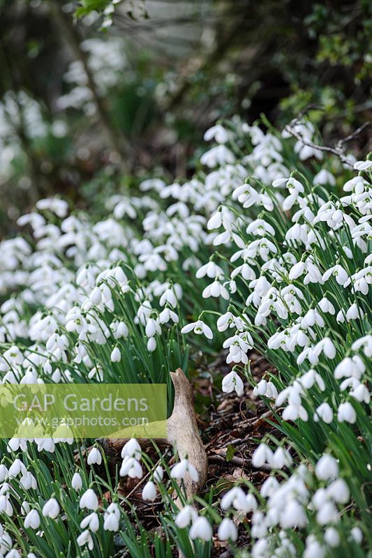Galanthus 'S. Arnott' Naturalising in the Ditch