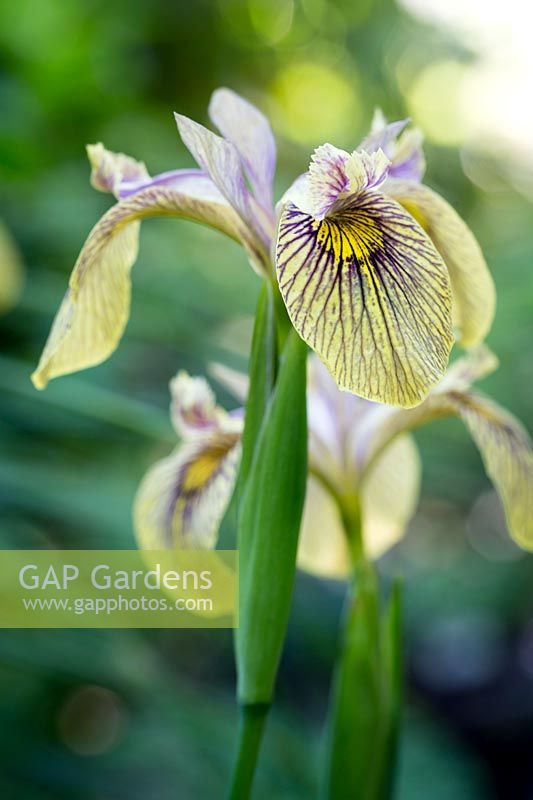 Iris pseudoacorus 'Holden Clough'