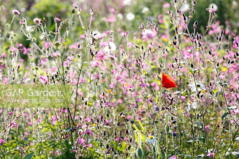 The Garden House, Devon, single red poppy amongst Silene dioica, red campion