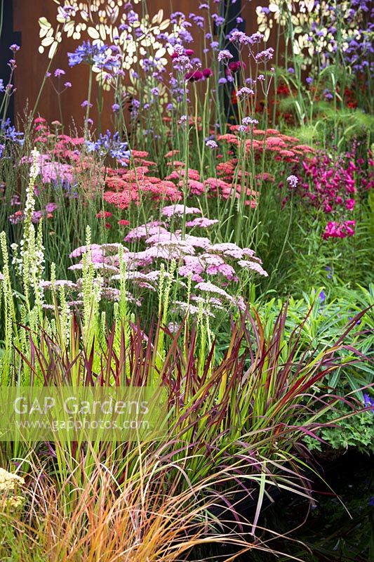 Hampton Court Flower Show, 2017. The Colour Box garden. Imperata 'Red Baron' grass, Achillea and Verbena bonariense in summer border