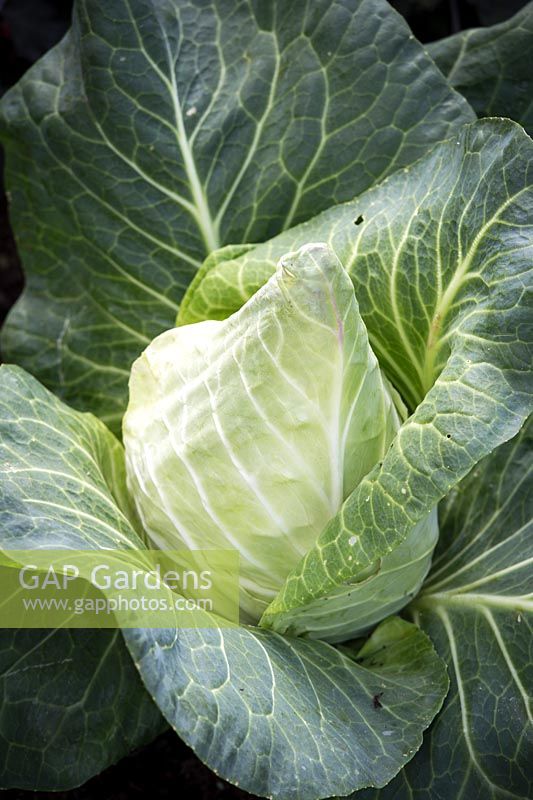 Cabbage 'Dutchman'