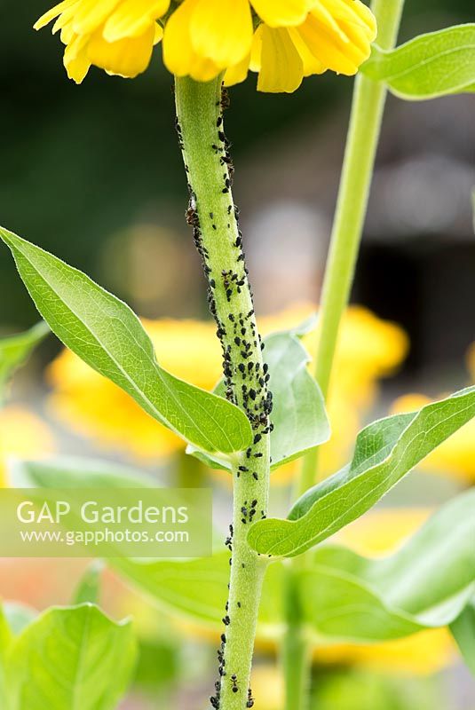 Aphis fabae - Blackfly aphids and ants on zinnia flower stem - July - Oxfordshire