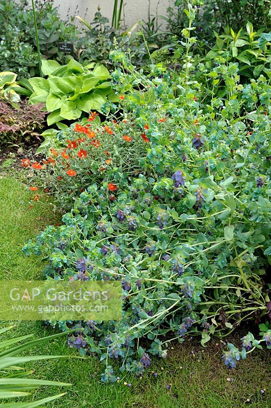Cerinthe major 'Purpurascens' - Honeywort with Helianthemum and Hosta background - Jardin de Maggy, Centre-Val de Loire, France