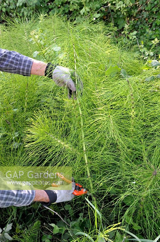 Harvesting Horsetail stems rich in silica to prepare a fungicide preparation against mildew, rust and blackspot