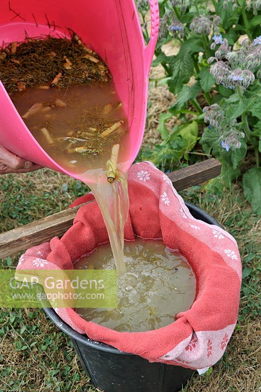 Straining Horsetail mixture through tea towel to prepare a fungicide preparation against mildew, rust and blackspot