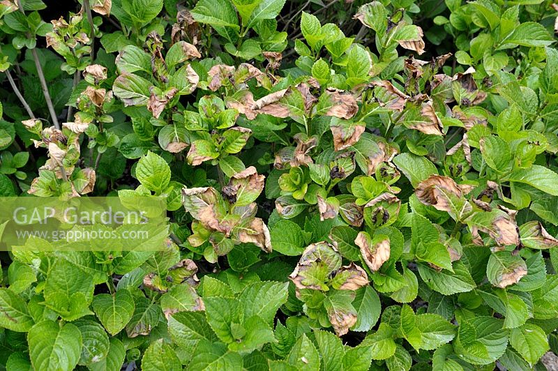 Hydrangea macrophylla foliage damaged by frost in late spring