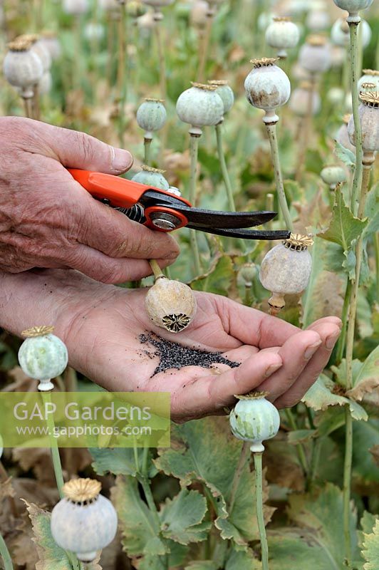 Collecting seeds from Poppy dried pods