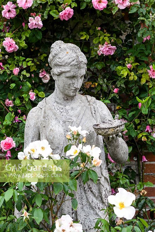 Statue with Rosa 'Bantry Bay'. Spring Pond garden, Laverstock, Hampshire. June. Opens for the NGS