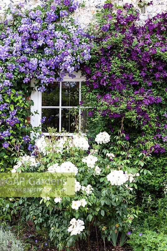Front of cottage. Clematis 'Perle D'azur', Clematis 'Polish Spirit', Rosa 'Sally Holmes'.