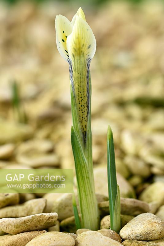Iris 'Eye Catcher' Reticulata. Flower growing through gravel starting to open 